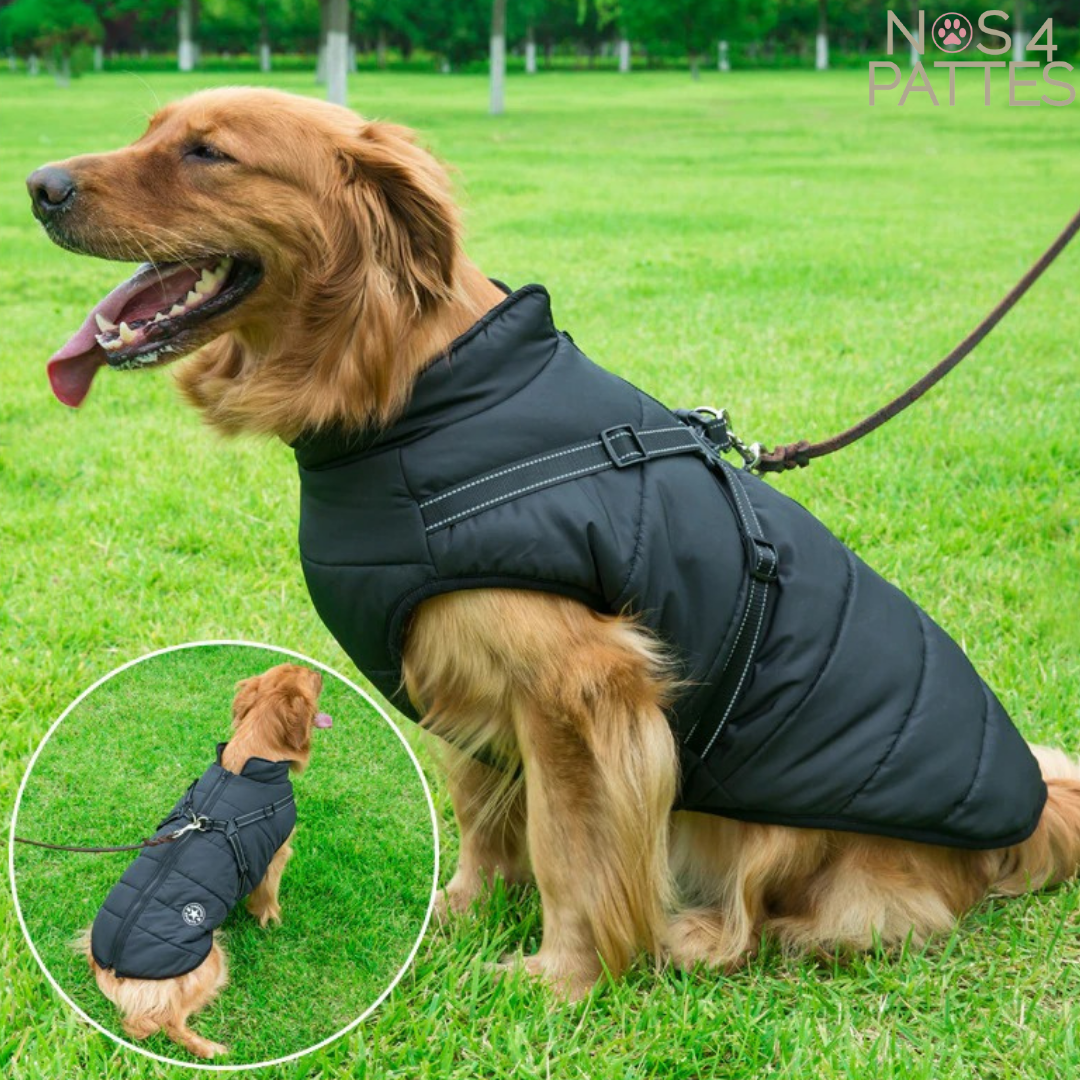 manteau avec harnais intégré pour chien